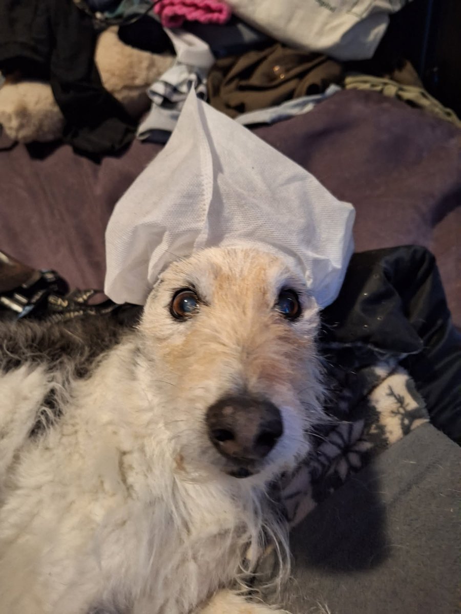 SinnaPomme's tweet image. I would like to present for the consideration of the treatclave Poop Gizmo Innocent the Ninth. 😉🤭🤍