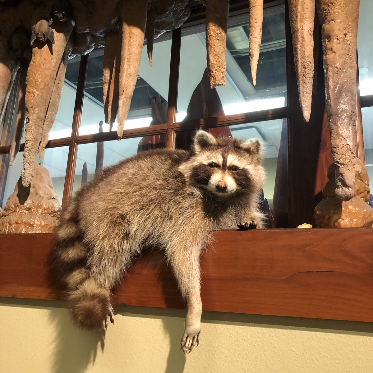 LVGintheLibrary's tweet image. This morning @sps_wolf we had to switch up our rooms due to MAP testing. The students had no problem adapting to library class on the floor. I’m used to raccoons in my library, so I felt right at home too #iykyk #SPSlib