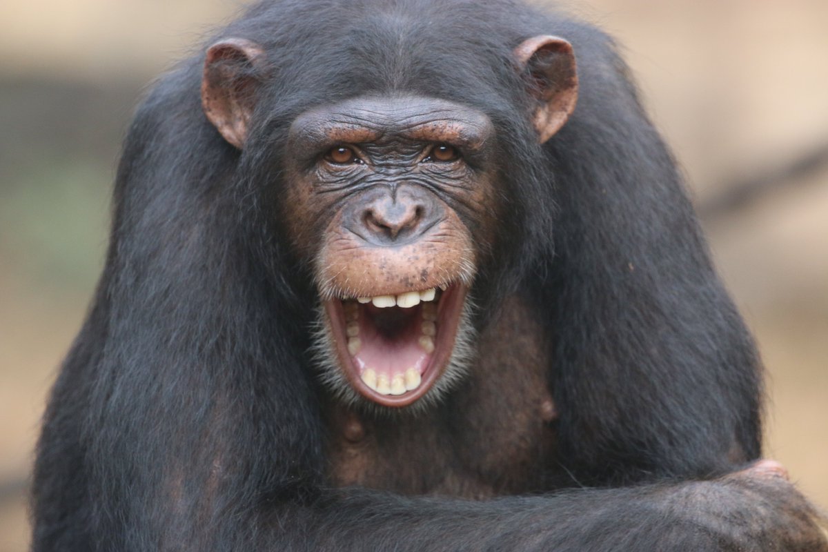 Anneke Moresco 🇳🇱🐒🐆🐘🦏 tweet media