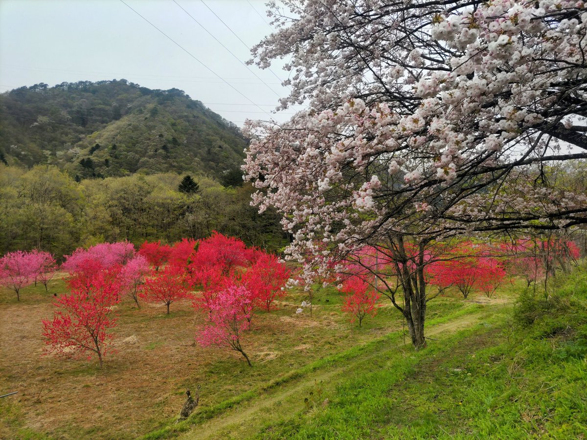 neJ5tK5H1ixfUIH's tweet photo. 群馬は秋の紅葉も綺麗でず、桃と桜の春の花も綺麗です！ https://t.co/NZMtM71jd5