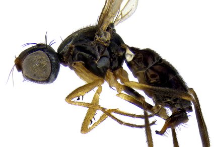 Zootaxa's tweet photo. Two #newspecies of the #genus #Meroplius Rondani (#Diptera: #Sepsidae) from Republic of #Korea with a key to the #Palaearctic species
#taxonomy
https://t.co/kuvh37T4SP https://t.co/98rjaG6jd4