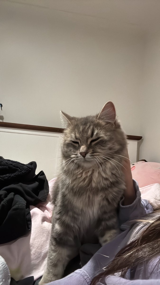 iynxii's tweet photo. wish i could just look like my cat https://t.co/iRxSUVPfqB