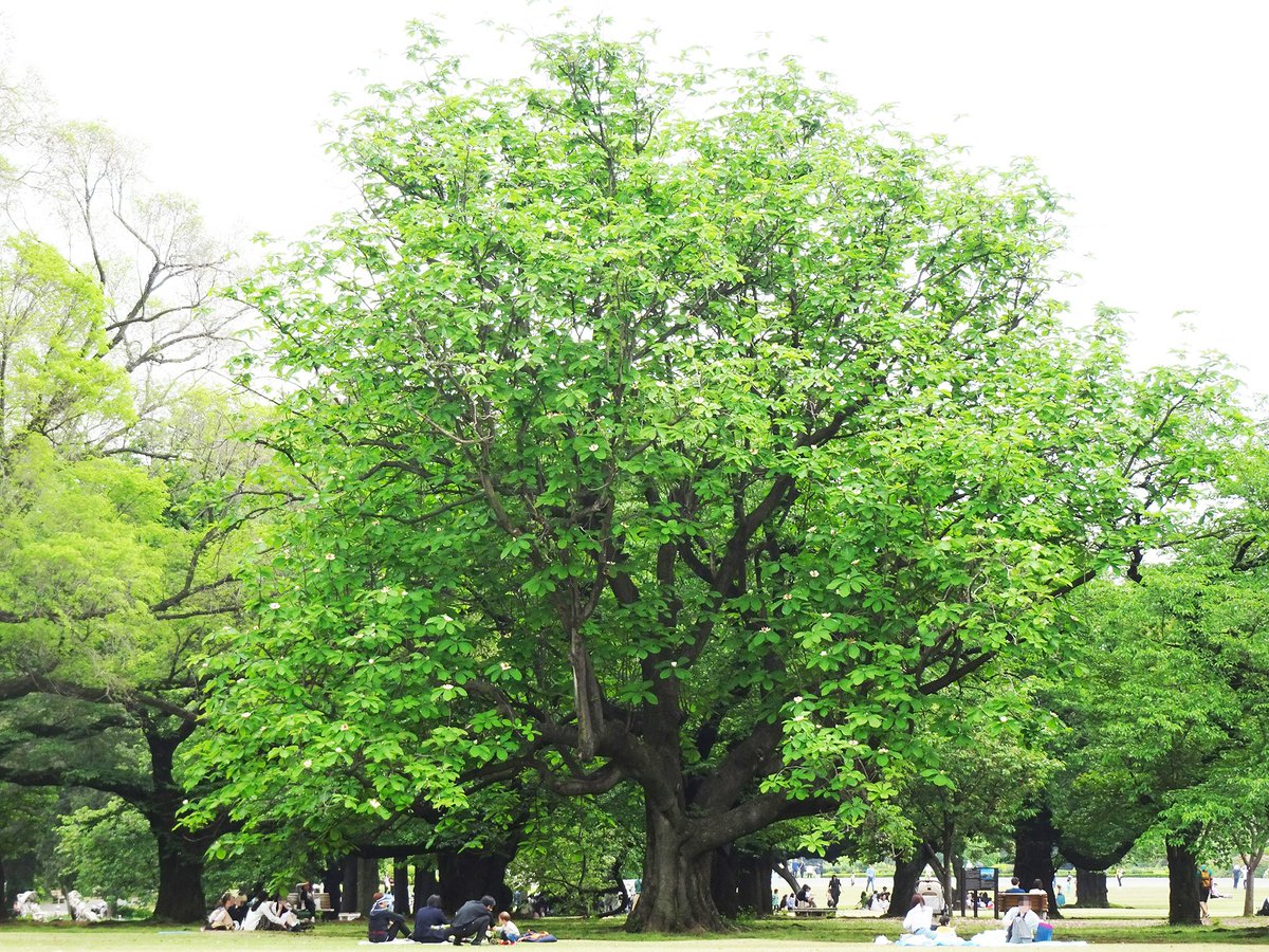【本日は #新宿御苑 #無料開園日🎉】
新宿門横インフォメーションセンター内の #NationalParksCafeUnderTheTree では #ピクニック にぴったりな #テイクアウト フードを販売中🍔🥤
おすすめはパークフライセット🍟
ポテト＆ナゲットたっぷり大満足ボックスです😋
大きな木の下で、青空ランチをどうぞ🌳