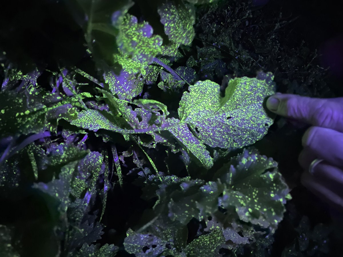 Muirs.Tas tweet media