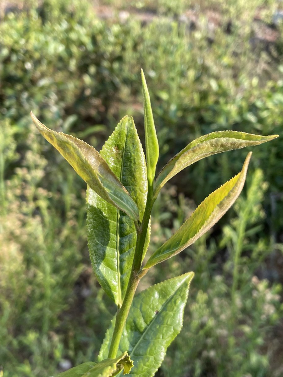 In tea country again.
Nilgiri’s.