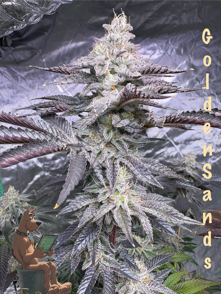 Scoo_B (@scoobgrows420) on Twitter photo 