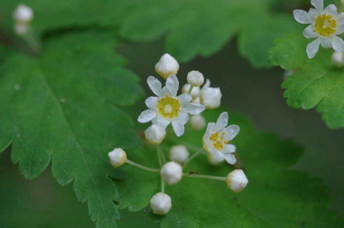コゴメウツギ
咲き始めました。
花弁５個、萼片も白色で花弁のように見える。