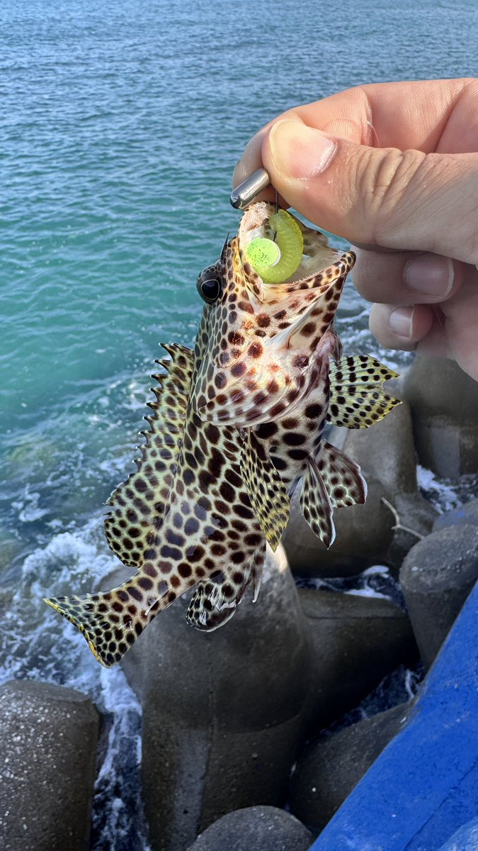 Frogskins_'s tweet photo. 今朝 https://t.co/5i0X8OptT8
