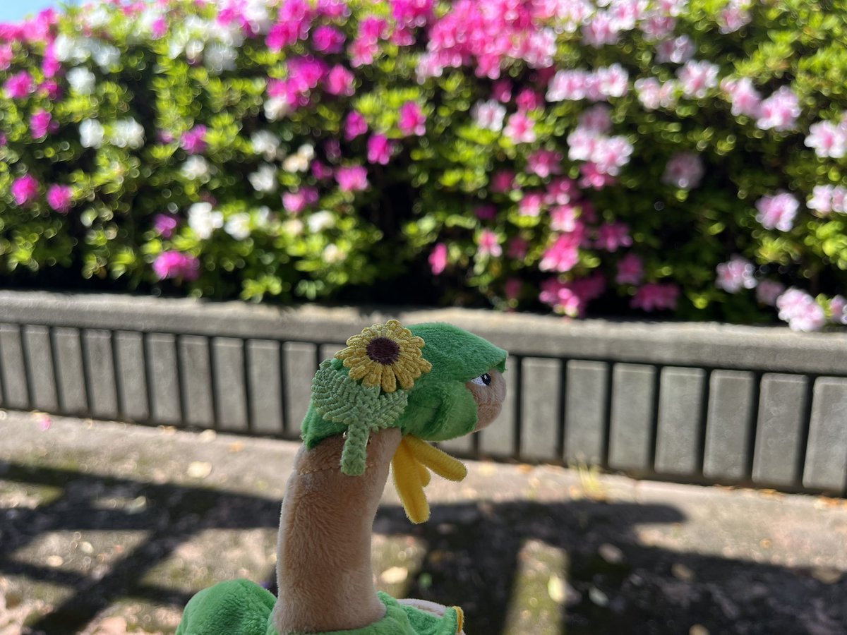 withtoropius's tweet photo. #ポケモンfit 
日陰でちょっと休憩するトロピウス https://t.co/gRH7c6opRH