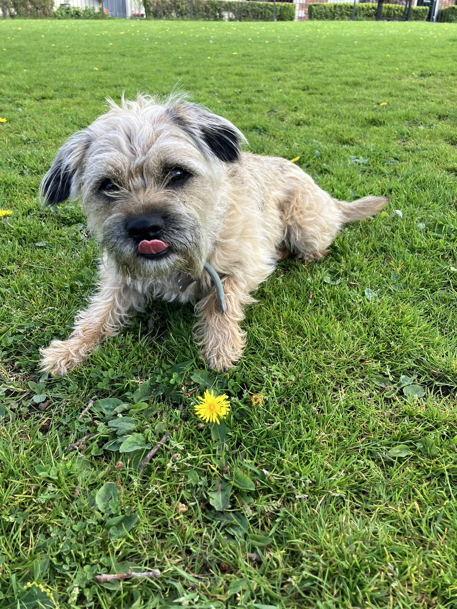 Sir Wilbur (CBE) 😊🐶 tweet media