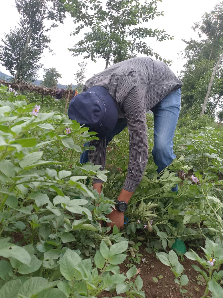 Elysee0fficial's tweet image. Agriculture is my passion, not just my work. From field research on Irish potatoes to innovative farming solutions, I’m dedicated to shaping a sustainable future for agriculture. 
#SustainableFarming #FieldResearch