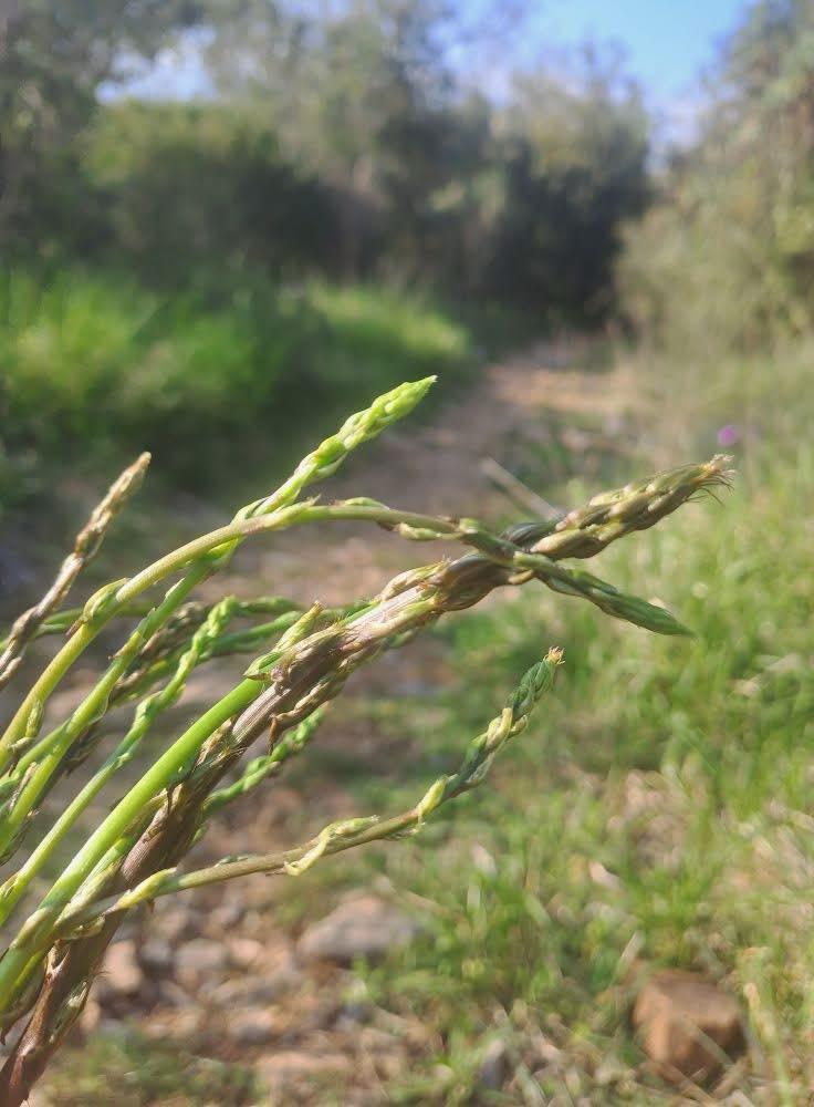 PMontemarcello's tweet image. #Asparagi selvatici alla #Rocchetta di #Lerici.
#parcomontemarcellomagravara #biodiversità #sostenibilità #beactiveliguria #lamialiguria #liguriapreziosa #1maggio