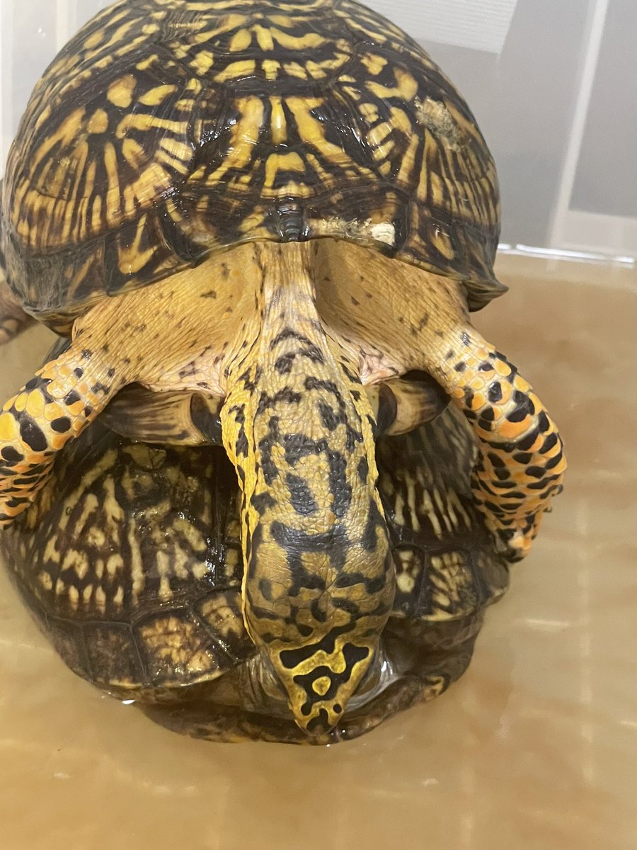 また生まれたね
#トウブハコガメ
 #アメリカハコガメ