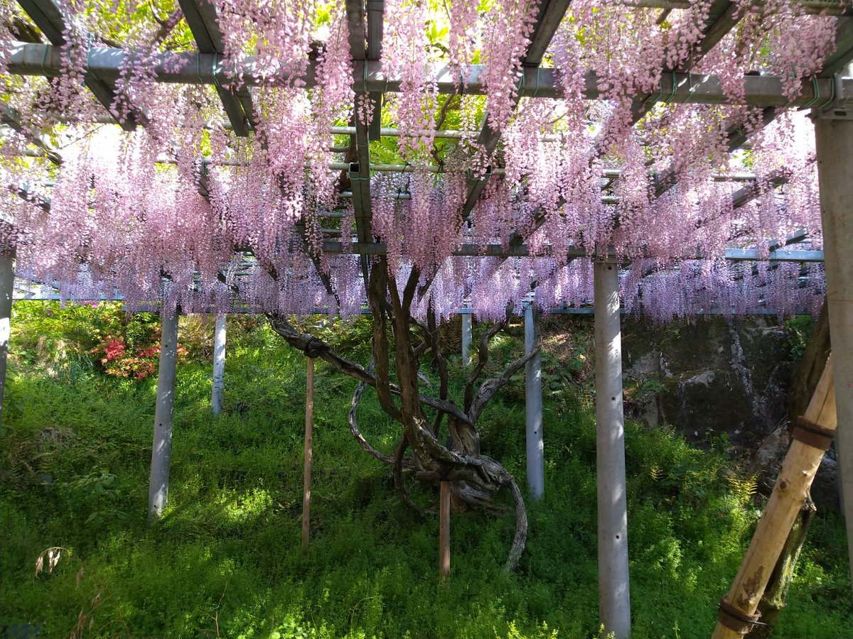 【公式】阿智神社 tweet media