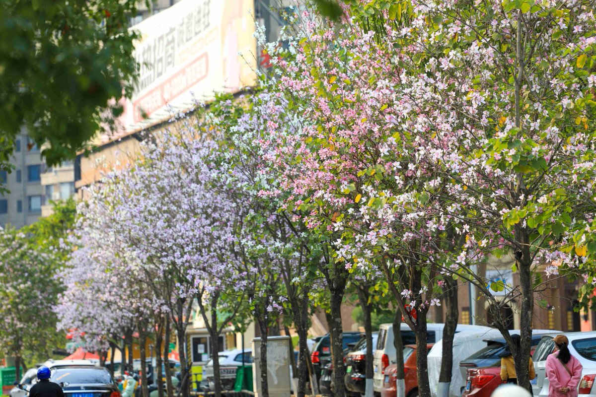 in_nanning's tweet image. A springtime romance likes no other, with street blooms that look like a painting. #SpringRomance #StreetFlowers #SpringVibes #Cityscape #CaptureTheMoment