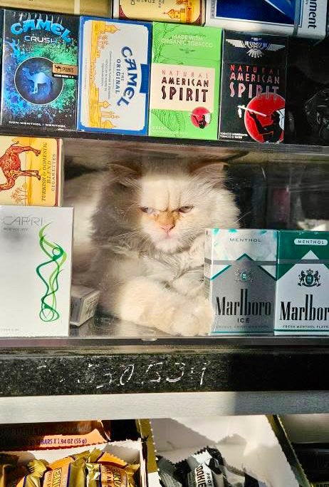 Bodegacats_'s tweet image. 