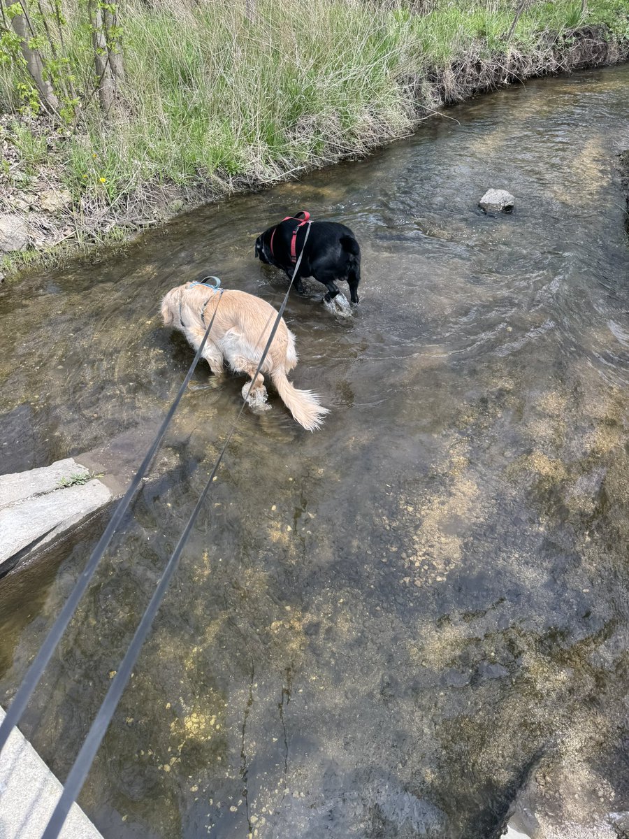 PastorWarren14's tweet photo. Mondays are for the dogs 🐕 - 4/28/25 https://t.co/adoHHOKB8L via @YouTube #Doubts #DoubtingThomas #resurrectionjoy #Easter2025 #MondayMotivation #MondayVibes #MondayMood #mondaythoughts https://t.co/xoVx35upAh