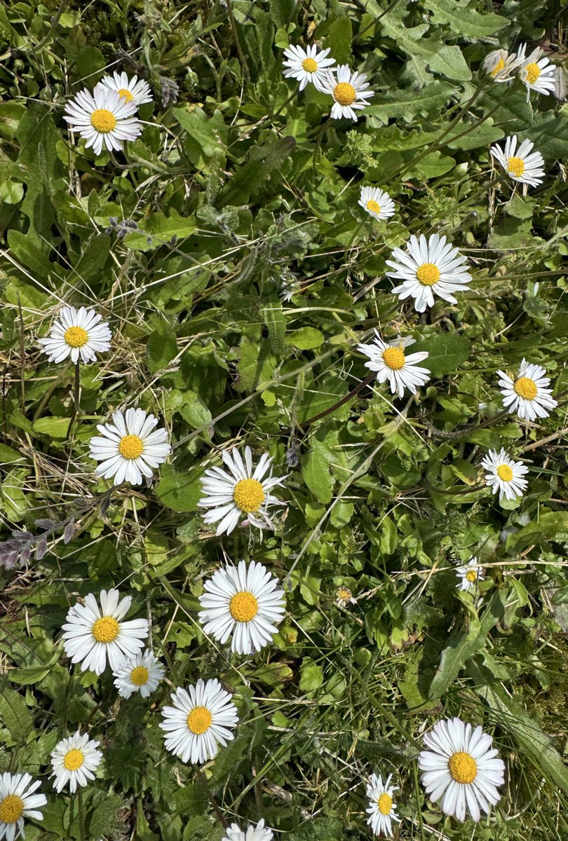 Changedhandle1's tweet photo. 🌸Graceful Garden🌸

Daisies in a field of quiet

That 👊

my 📷 https://t.co/chdYnTD9oX