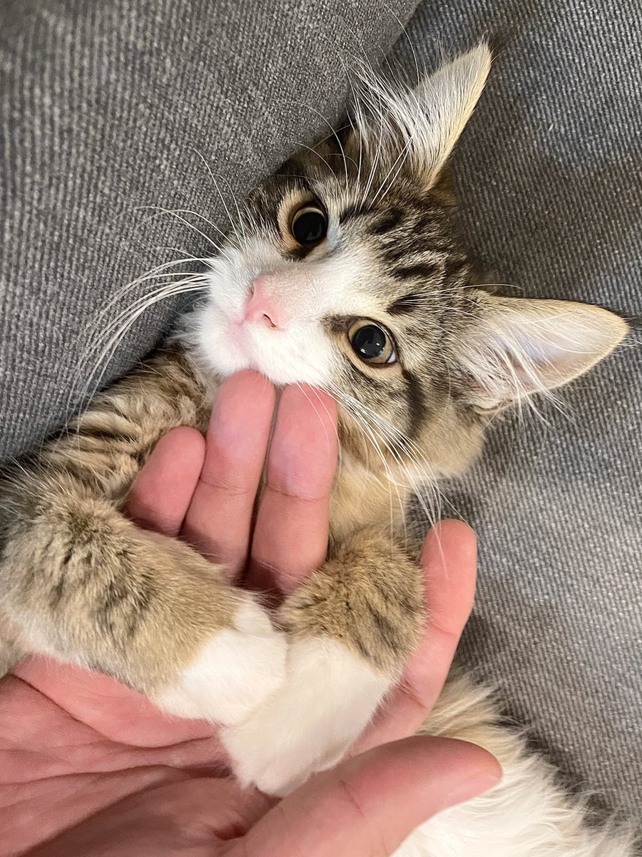 shiroan_chan's tweet photo. 猫の成長を振り返りたくてカメラロール眺めてたんだけど、サイズが大きくなっただけで甘えん坊な性格は全く変わってなかった

←生後2ヶ月　　　　　　　生後22ヶ月→ https://t.co/d0PAlWTzQX