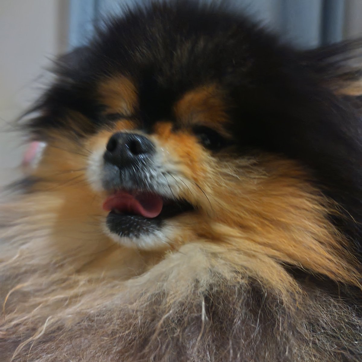 mobilerktn's tweet photo. カメラ向けたらこの表情…今日も可愛すぎる！#ポメラニアン #もふもふ #黒たん #癒し犬 #そらくん #犬のいる生活 #愛犬 #わんこ #犬好きさんと繋がりたい #犬スタグラム https://t.co/5w0lC9yEg6