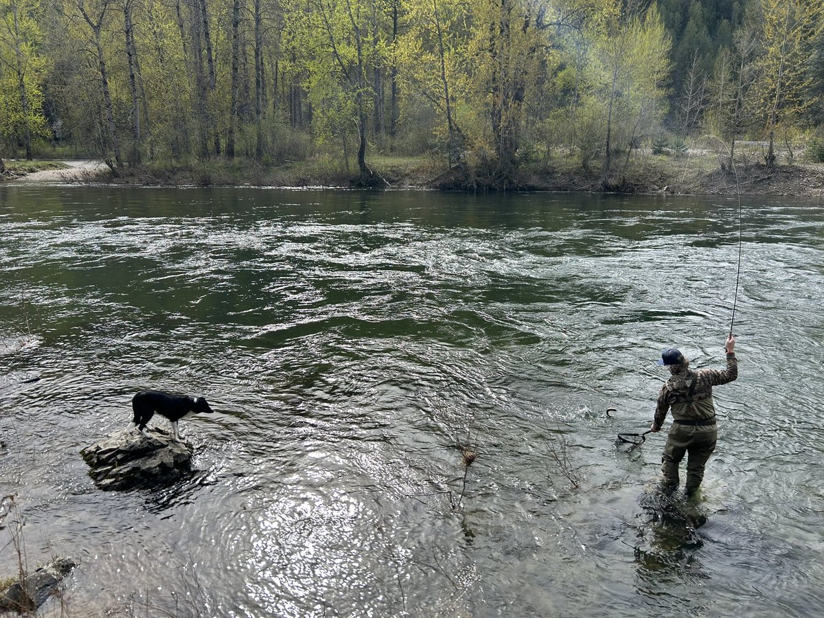 JeremyMylymok4's tweet image. The bite is back on! @AdamsBuilt #idahome #outdoorliving #getoutdoors #dumbcutties #cda