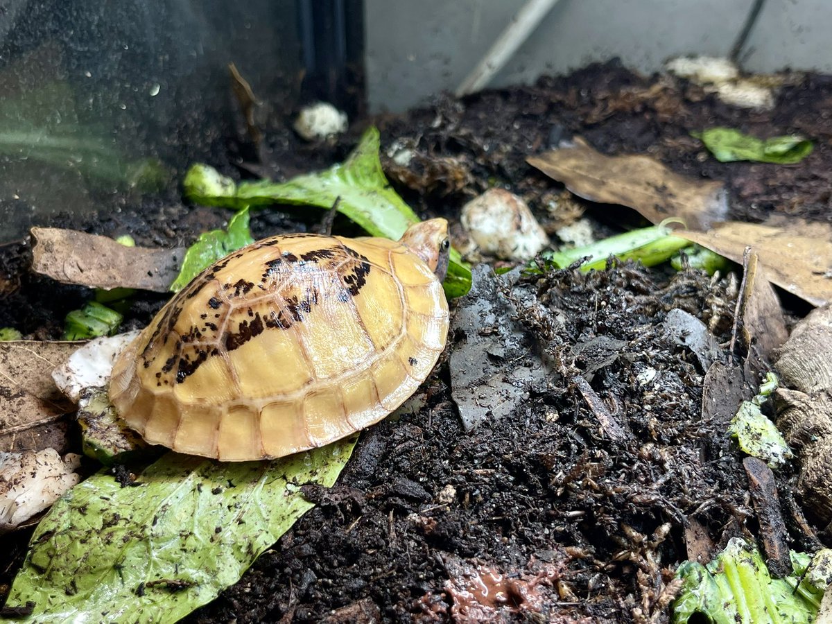 Michael_Gekkota's tweet photo. 🌸 Spring awakening for our Cuora bourreti turtles! 🐢 Join the #ReptileLovers crew at Urban Jungle’s Mongkok shop or online. What’s your turtle vibe? 👇 📍https://t.co/HXcpG9A0mx #Turtle #UrbanJungleHK https://t.co/vl1ayjwEWK