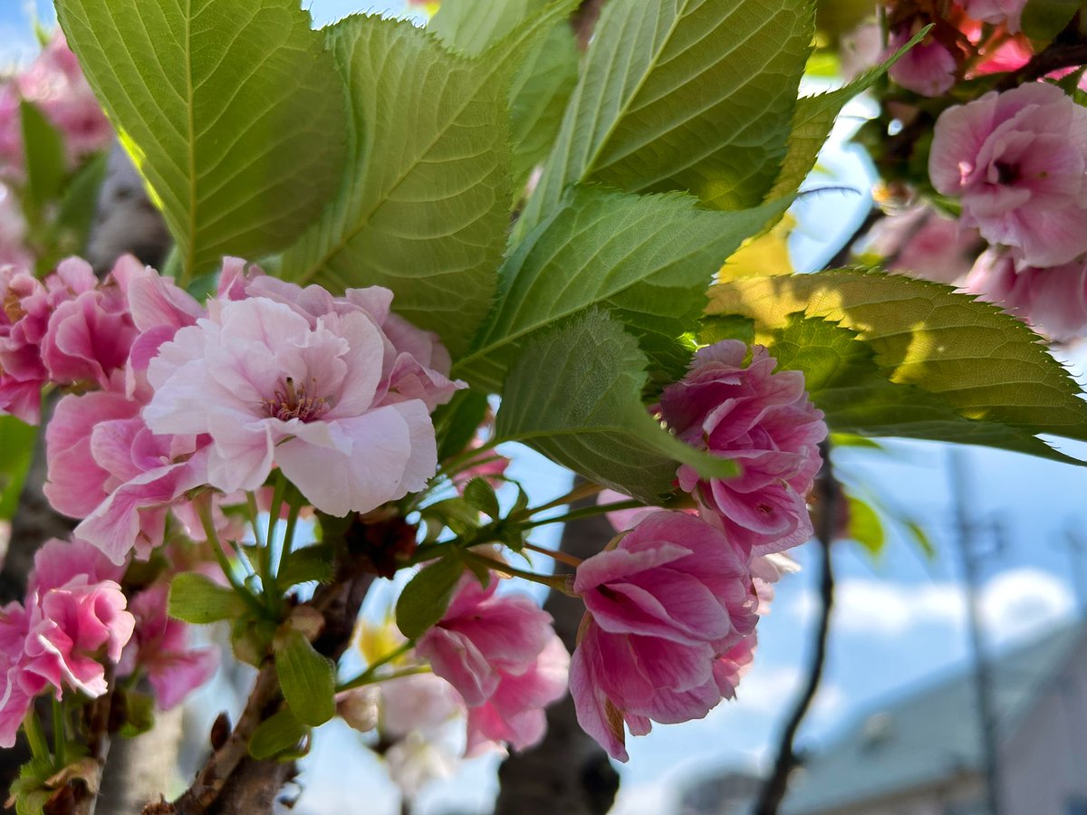 おはようございます☀️
ここ最近熱が下がらず体調も優れない……
なのでX低浮上ですみません💦

来月のACL協賛枠募集中ですのでご応募お待ちしております！

⬇️この前の病院の通り道で撮った写真添えて……