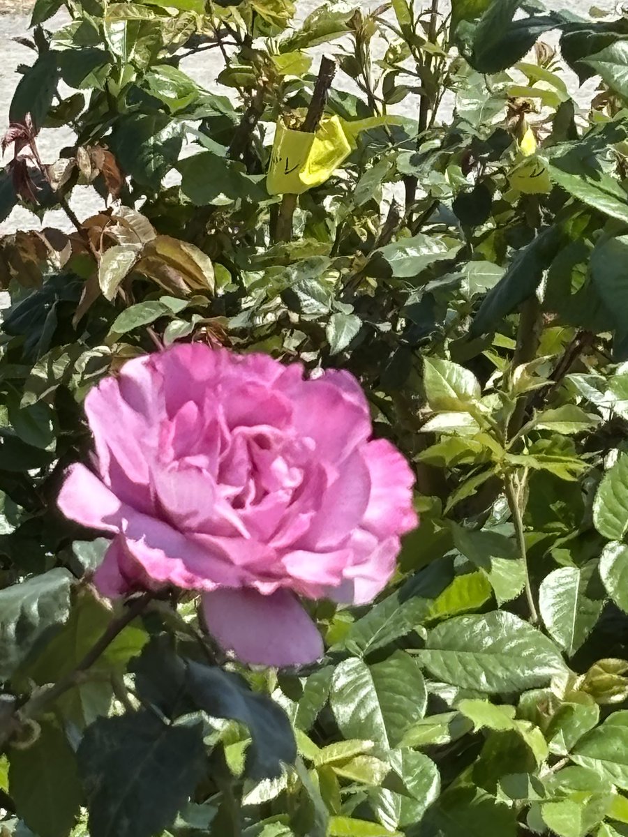 #よしうみバラ公園 へ
ほとんど咲いてねぇぇぇ🤪
でも咲いてる花は綺麗🌹
見頃は来週以降でしょう✨