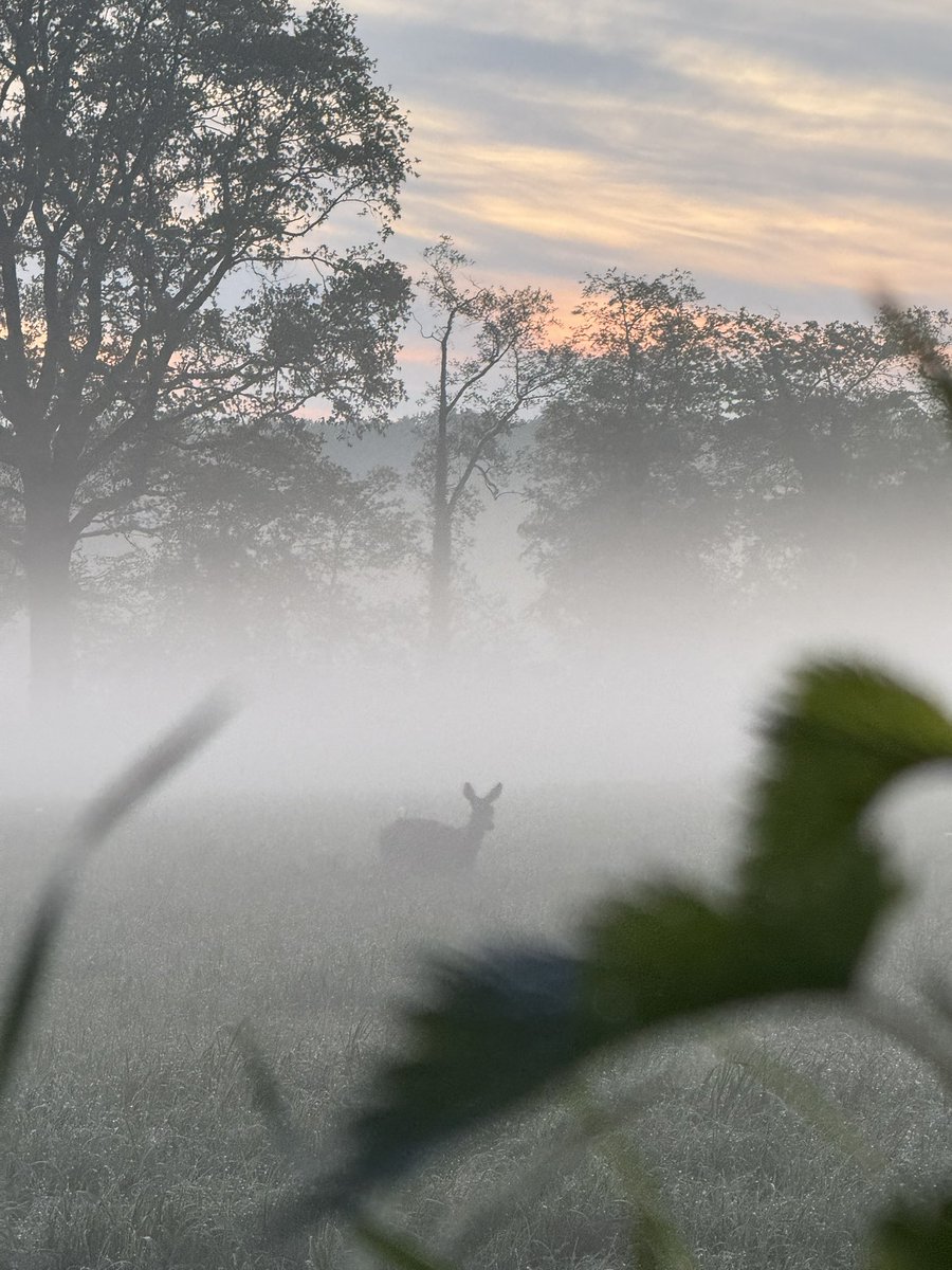 Roderick Enzerink tweet media