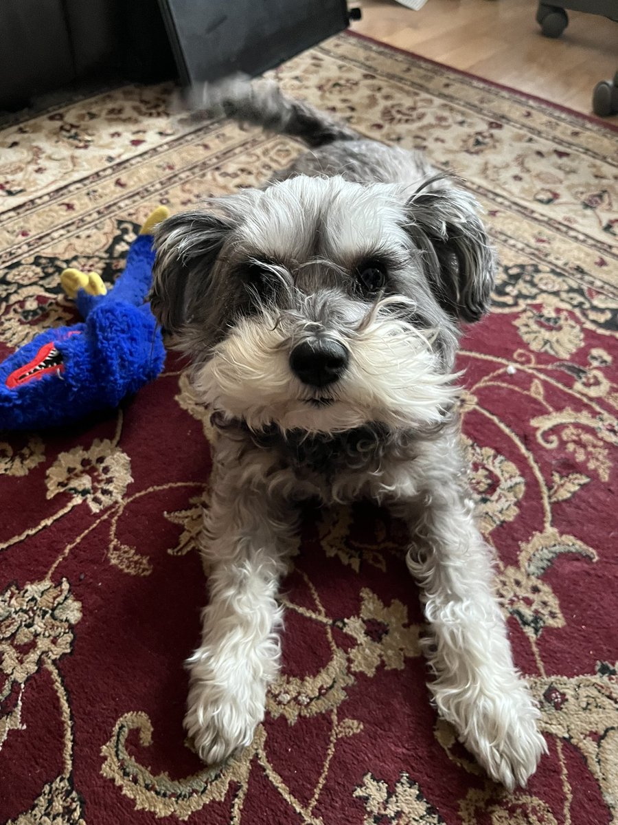 DankladD's tweet photo. It’s Poppy Time. https://t.co/lzkMuGNANJ