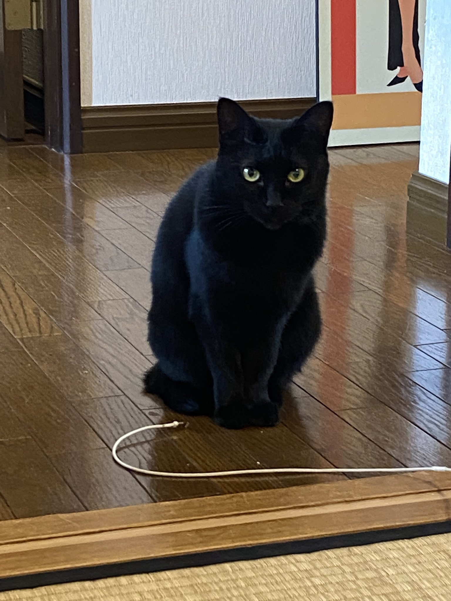 rikuページ♡新規様リクエスト　猫様　猫オブジェ 佐伯紅緒 on X: 