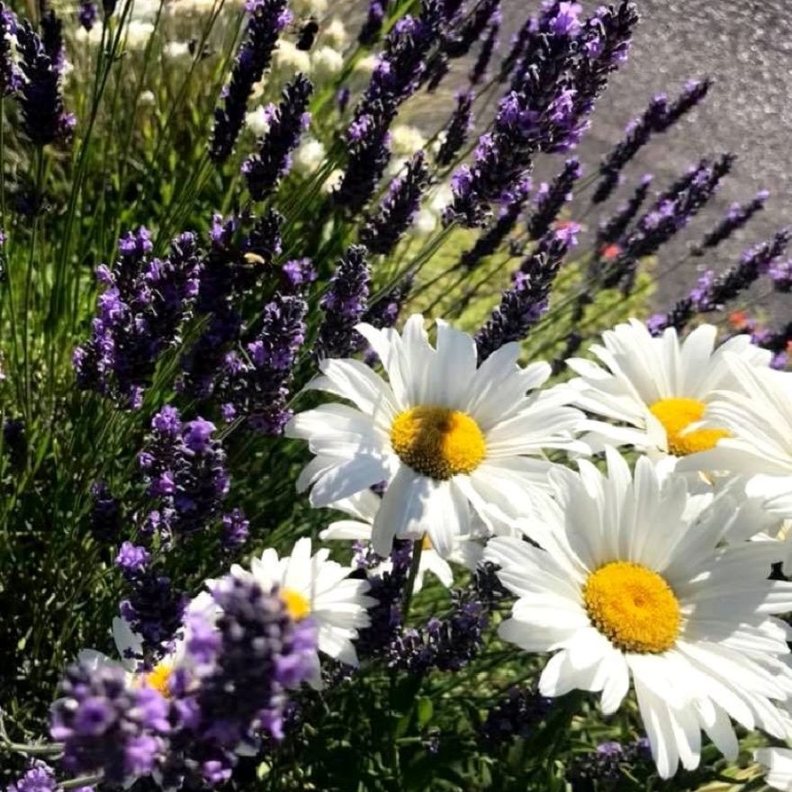 Virginia1Gina's tweet image. "When you can look forward, and the road is clear ahead, and now you are going to create something - that’s as happy as I’d want to be. (...) Love those wrongdoers. They need it more than you." 💚
Alfred J. Hitchcock, August 13, 1899 - April 29, 1980

   #April2025 #NatureBeauty