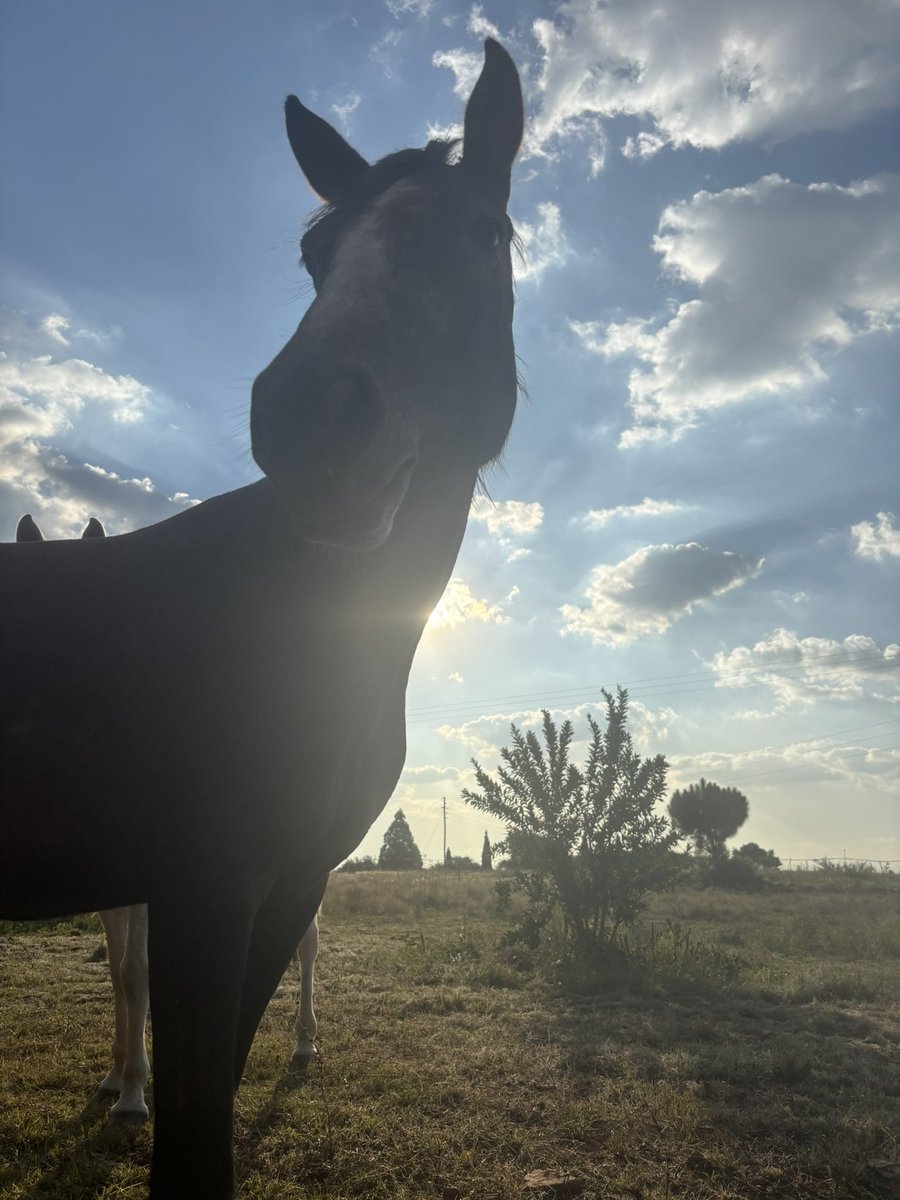 SlowLouw's tweet photo. Just a pony living her best life https://t.co/p6gkc27AnS
