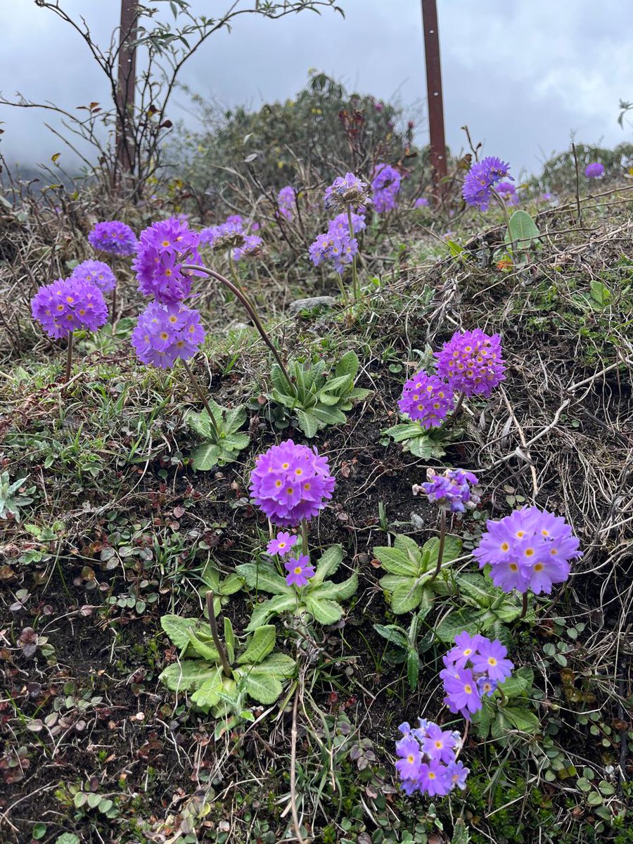 Yumthang Valley.
The Valley of Flowers in Himachal is very popular. But in the remote north Sikkim, there’s another valley of flowers, no less beautiful. Rhododendrons, primulas, poppies and many other Himalayan orchids.
The valley looks like a paradise in April