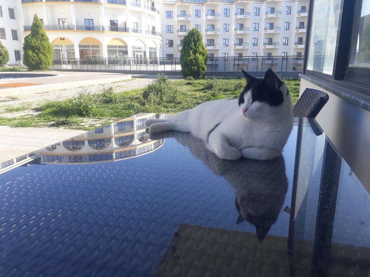 Günaydın çilekeş bizimkiler💙💛
#AliKocİstifa