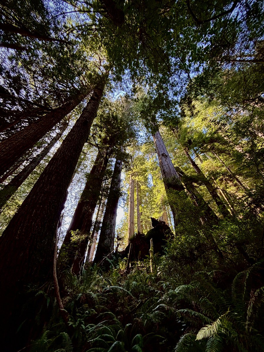 LanMisty's tweet photo. Incredible lighting during a late afternoon stroll at Prairie Creek Redwoods State Park. Equally spectacular to the tall, solemn giants are the ferns, sorrels, and trilliums beaming in the understory. https://t.co/yGeksmnWMT