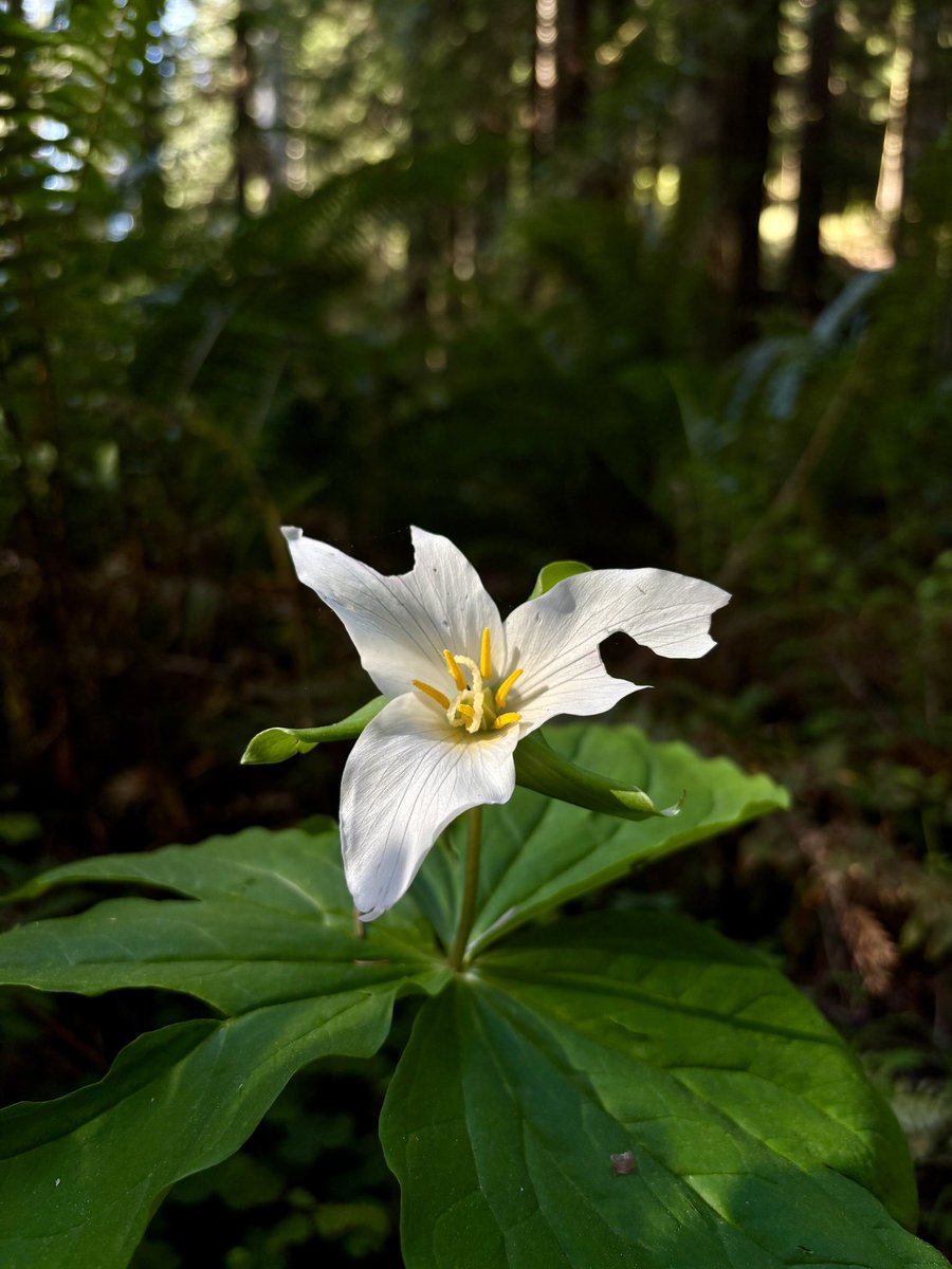 LanMisty's tweet photo. Incredible lighting during a late afternoon stroll at Prairie Creek Redwoods State Park. Equally spectacular to the tall, solemn giants are the ferns, sorrels, and trilliums beaming in the understory. https://t.co/yGeksmnWMT