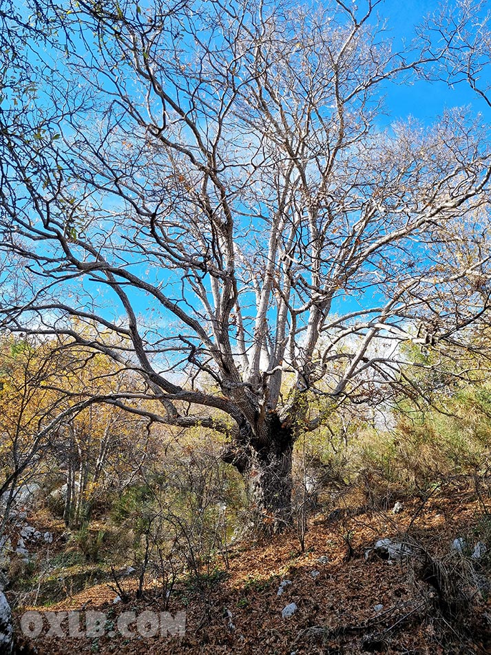 onefineart's tweet photo. A huge tree inside the Jabal Moussa reserve.. and under it a tiny insect... the wonder of Nature! https://t.co/hdWRmI3x87
#lebanon #macro #macrophotography #tree #hugetree #jabalmoussa #reserve #nature #lovely #waw #beautiful https://t.co/p6O5gzUFmb