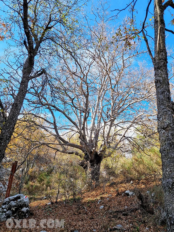 onefineart's tweet photo. A huge tree inside the Jabal Moussa reserve.. and under it a tiny insect... the wonder of Nature! https://t.co/hdWRmI3x87
#lebanon #macro #macrophotography #tree #hugetree #jabalmoussa #reserve #nature #lovely #waw #beautiful https://t.co/p6O5gzUFmb