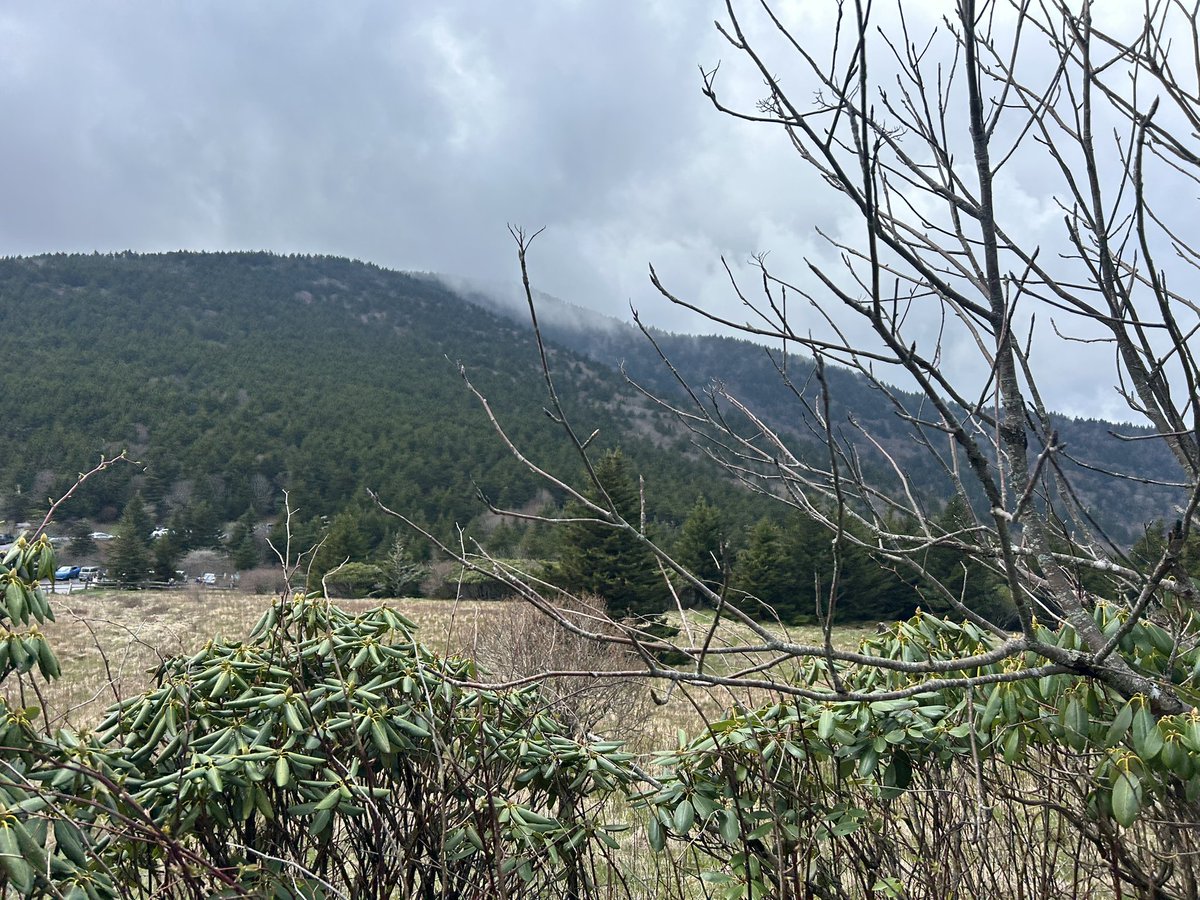 fooltrain's tweet image. today i walked a part of the appalachian trail at carvers gap (it was 2 days ago)