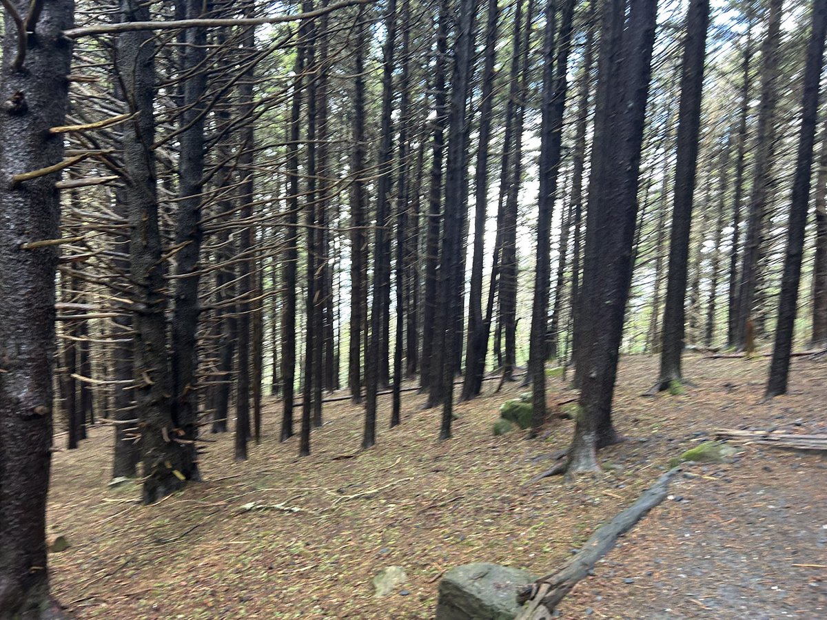 fooltrain's tweet image. today i walked a part of the appalachian trail at carvers gap (it was 2 days ago)