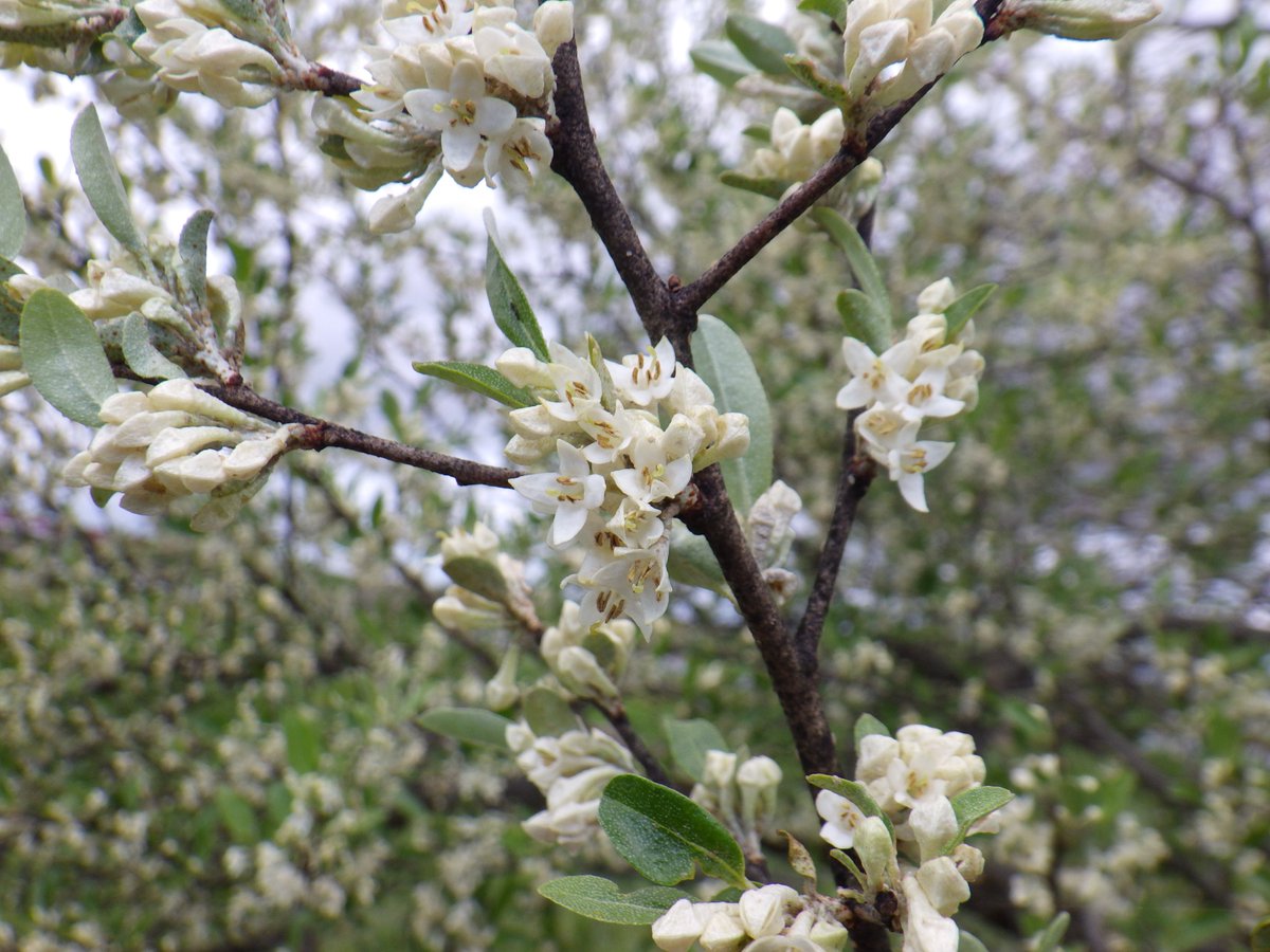 近くの河川敷では #アキグミ が満開。