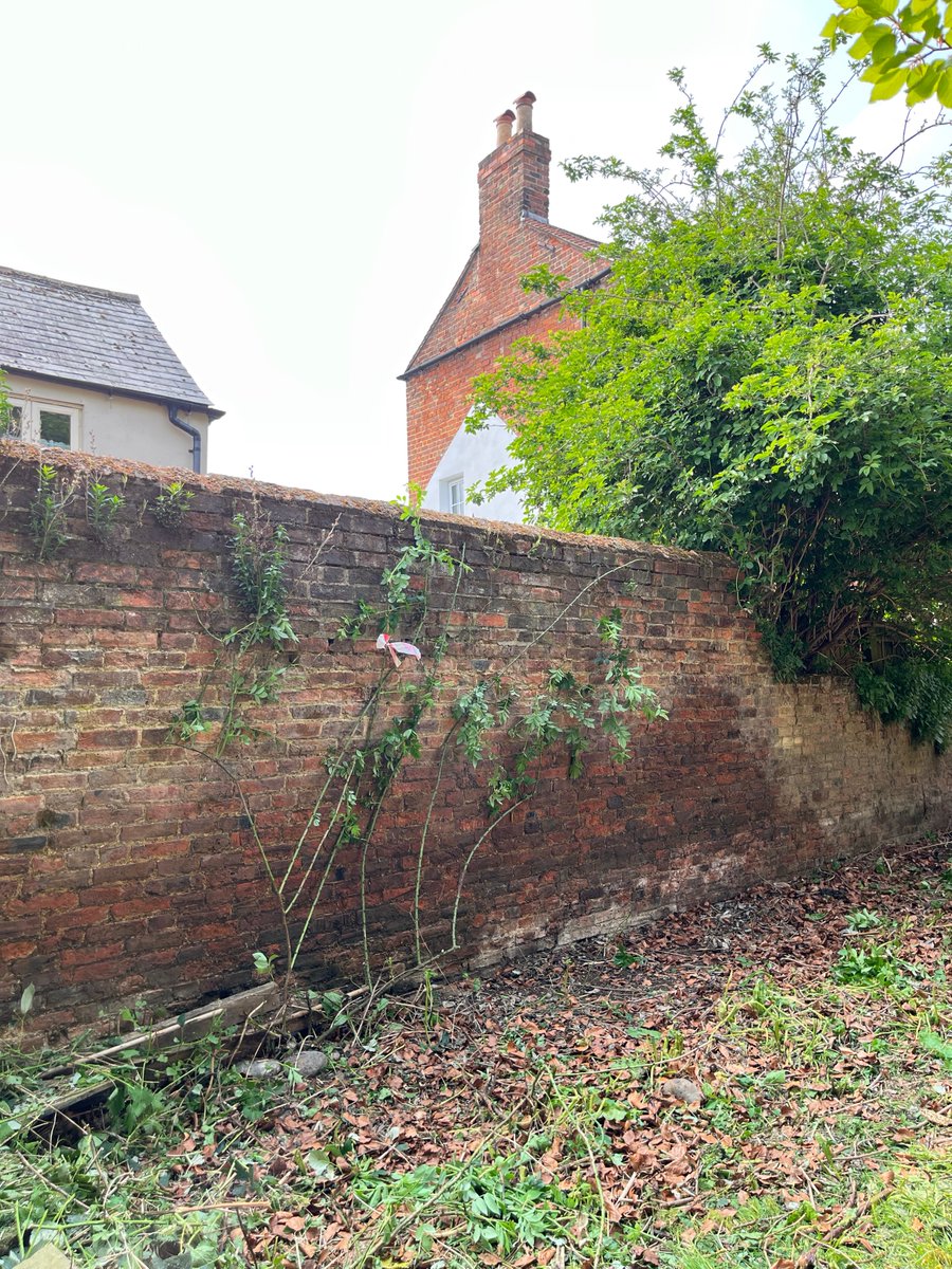 This rambling/climber rose was found overgrown with brambles — we trained it onto the wall to keep it safe. I'm very much looking forward to seeing what it looks like when it blooms — it's already coming into bud.