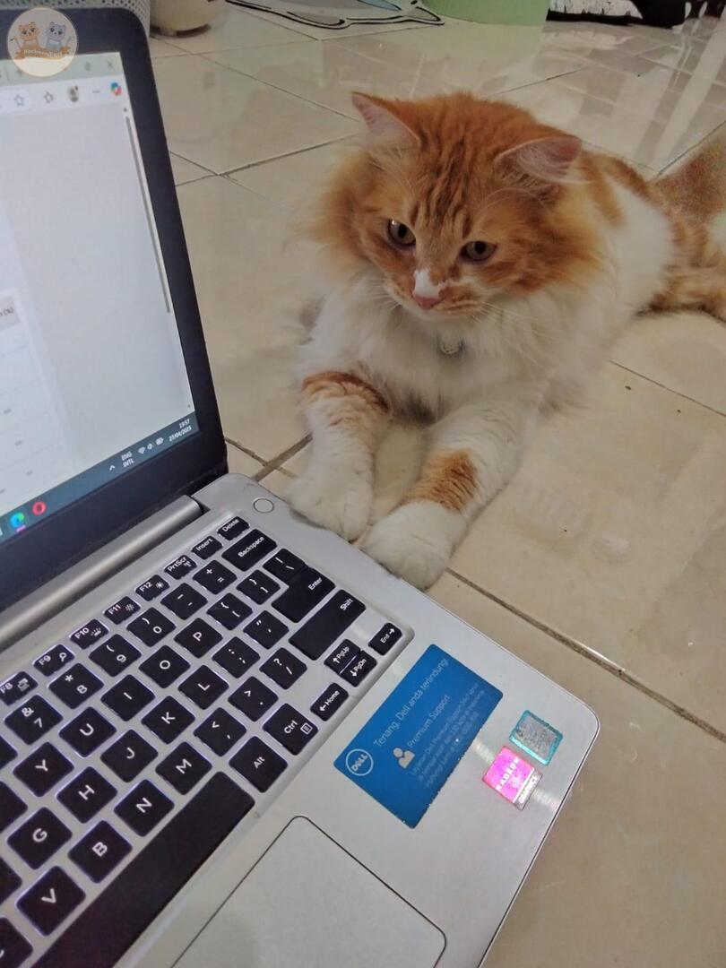 kochengfs's tweet photo. kcg! Dulu, sebelum adopt, gue lembur, zoom sendirian sampe nangisin kenapa belm ada psangan, sekarang g lagi, ada anabul yg bikin sibuk, nemenin apapun kegiatan dikontrakan, sehat2 kucing seluruh dunia, mana anabul kamu yg nemenin kamu ges.. liaaat:) https://t.co/yK4rGbYhBU