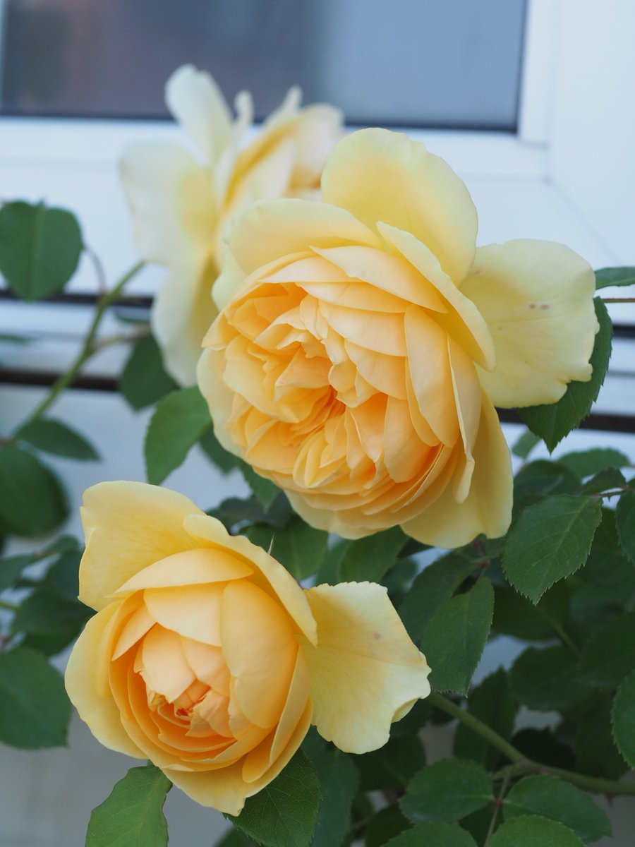 TATO_gardening's tweet photo. 今日はグラハムトーマス！

OLYMPUS OM-D E-M5 Mark II
ZUIKO AUTO-MACRO 50mm F3.5

#ファインダー越しの私の世界
#GrahamThomas 
#gardening https://t.co/ZcINSM7Fzw