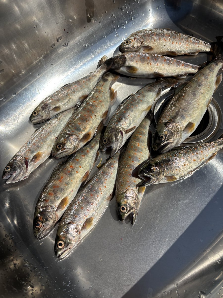釣ることに必死で川での魚の写真撮るの忘れてた🤣
紀北町アマゴ釣り大会は11匹で5位でした😊
優勝まで4匹足りず😂
また来年も楽しみです✨