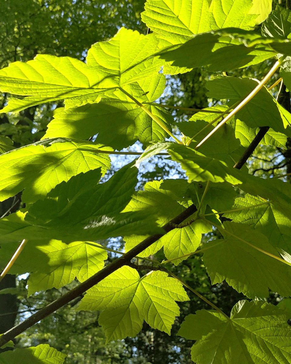 Spring time - zingy greens in the South Downs! 

📷 CHellewell