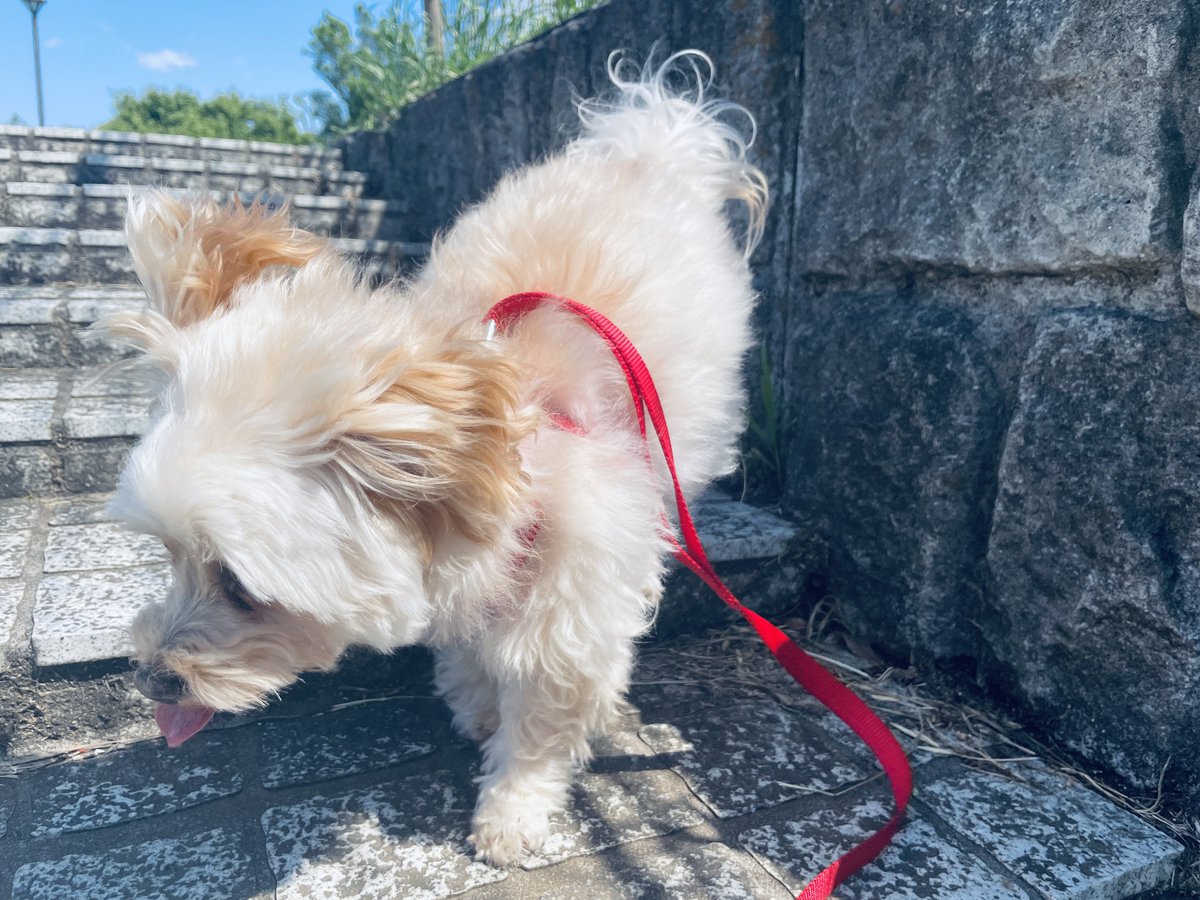 もりえる tweet media