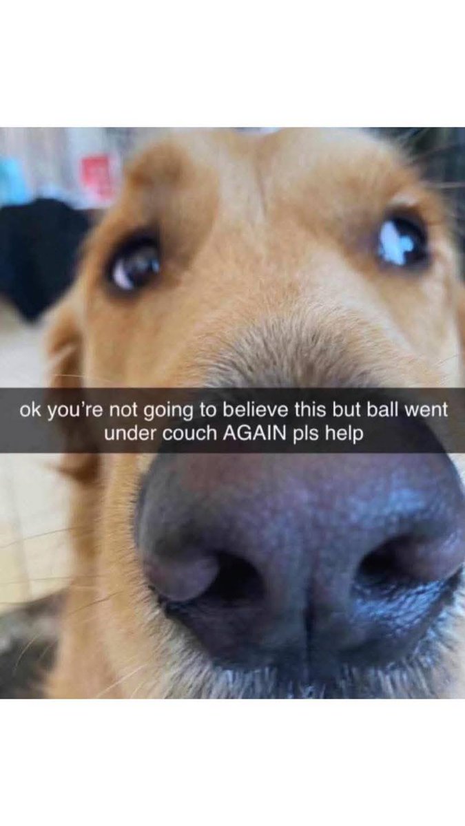 CuteDogsLovers's tweet photo. https://t.co/V0dJMBgG9Y