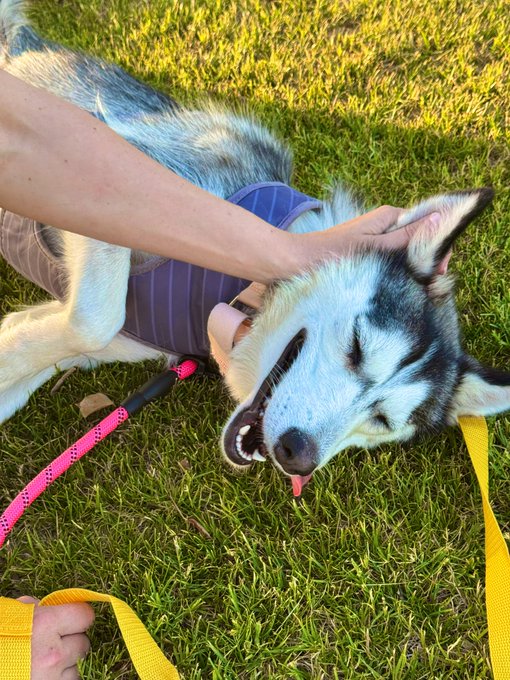 2 pic. The Birdie has landed!   We are fostering this sweet 2 year old Husky pup named Birdie for the<a href="/tag/starwarscelebrationjapan"class="tags"><span>#starwarscelebrationjapan</span></a>